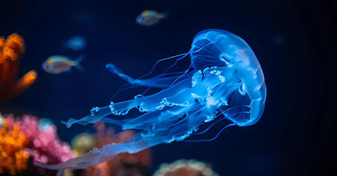 Jellyfish Research